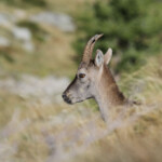 Bouquetin des Alpes - femelle- (Vallée des Merveilles - septembre 2012)