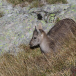 Bouquetin des Alpes - jeune - (Vallée des Merveilles - septembre 2012)