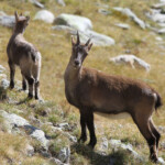 Bouquetin des Alpes - Femelle et jeune - (Vallée des Merveilles - septembre 2012)