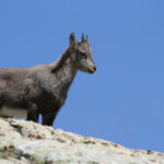 Bouquetin des Alpes - jeune - (Vallée des Merveilles - septembre 2012)