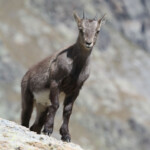 Bouquetin des Alpes - jeune - (Vallée des Merveilles - septembre 2012)