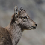 Bouquetin des Alpes - jeune - (Vallée des Merveilles - septembre 2012)