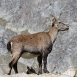 Bouquetin des Alpes - femelle (Vallée des Merveilles - septembre 2012)