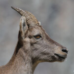 Bouquetin des Alpes - femelle (Vallée des Merveilles - septembre 2012)