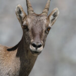 Bouquetin des Alpes - femelle (Vallée des Merveilles - septembre 2012)