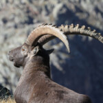 Bouquetin des Alpes - mâle- (Vallée des Merveilles - septembre 2012)