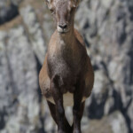 Bouquetin des Alpes - femelle (Vallée des Merveilles - septembre 2012)