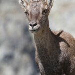 Bouquetin des Alpes - femelle (Vallée des Merveilles - septembre 2012)