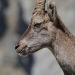 Bouquetin des Alpes - femelle (Vallée des Merveilles - septembre 2012)