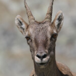Bouquetin des Alpes - femelle (Vallée des Merveilles - septembre 2012)