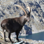 Bouquetin des Alpes - mâle- (Vallée des Merveilles - septembre 2012)