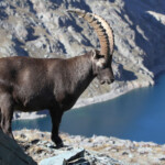 Bouquetin des Alpes - mâle- (Vallée des Merveilles - septembre 2012)