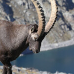 Bouquetin des Alpes - mâle- (Vallée des Merveilles - septembre 2012)
