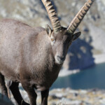 Bouquetin des Alpes - mâle- (Vallée des Merveilles - septembre 2012)