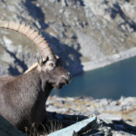 Bouquetin des Alpes - mâle- (Vallée des Merveilles - septembre 2012)