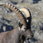 Bouquetin des Alpes - mâle- (Vallée des Merveilles - septembre 2012)