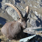 Bouquetin des Alpes - mâle- (Vallée des Merveilles - septembre 2012)