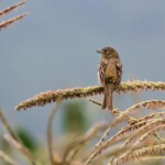 Bruant mélanocéphale (Arménie)