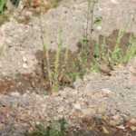 Bruant à cou gris (Arménie)