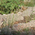 Bruant à cou gris (Arménie)