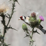 Chardonneret élégant