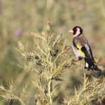 Chardonneret élégant
