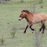 Cheval de Przewalski