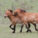 Cheval de Przewalski