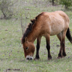 Cheval de Przewalski