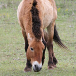 Cheval de Przewalski