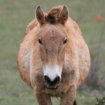 Cheval de Przewalski