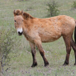 Cheval de Przewalski