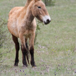 Cheval de Przewalski