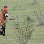 Cheval de Przewalski