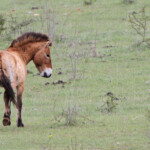 Cheval de Przewalski