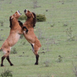 Cheval de Przewalski