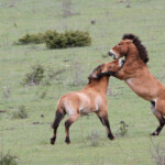 Cheval de Przewalski