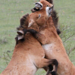 Cheval de Przewalski