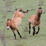 Cheval de Przewalski