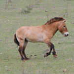 Cheval de Przewalski