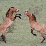 Cheval de Przewalski