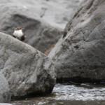Cincle plongeur (Arménie)