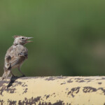 Cochevis huppé (Arménie)