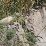 Crabier chevelu