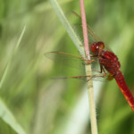 Crocothemis