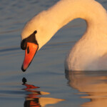 Cygne tuberculé
