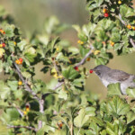 Fauvette grisette