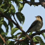 Gobemouche à demi-collier