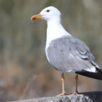 Goéland d'Arménie - Sevan août 2013