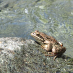 Grenouille du Caucase, Arménie